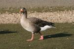Pink-footed Goose - Bird Species | Frinvelis jishebi | ფრინველის ჯიშები