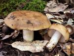 Russula laurocerasi - fungi species list A Z