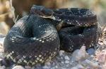  ARIZONA BLACK RATTLESNAKE  <br />   Crotalus cerberus - Snake Species | Gveli | გველი