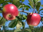 Freedom - Apple Varieties list a - z  