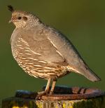 California Quail - Bird Species | Frinvelis jishebi | ფრინველის ჯიშები