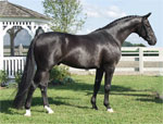 Hanoverian | Horse | Horse Breeds