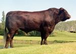 Salers | Cow | Cow Breeds