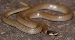 YAQUI BLACK-HEADED SNAKE<br />  Tantilla yaquia - Snake Species | Gveli | გველი