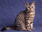 American Wirehair | Cat | Cat Breeds