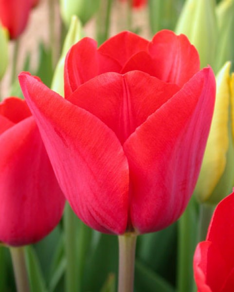 Bastogne -                                                         Tulip Species | TITA | ტიტა                                                        