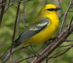 Blue-winged Warbler - Bird Species | Frinvelis jishebi | ფრინველის ჯიშები