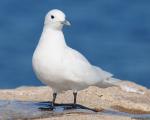 Ivory Gull - Bird Species | Frinvelis jishebi | ფრინველის ჯიშები