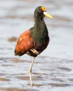 Northern Jacana - Bird Species | Frinvelis jishebi | ფრინველის ჯიშები