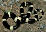 LONG-NOSED SNAKE <br />  Rhinocheilus lecontei | Snake Species