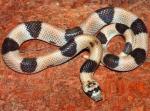 SADDLED LEAF-NOSED SNAKE <br />  Phyllorhynchus browni | Snake Species