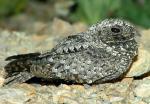 Common Poorwill - Bird Species | Frinvelis jishebi | ფრინველის ჯიშები