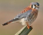 American Kestrel - Bird Species | Frinvelis jishebi | ფრინველის ჯიშები