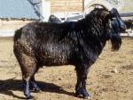Altai Mountain goat - Goats Breeds | txis jishebi | თხის ჯიშები