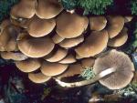 Psathyrella hydrophila - Fungi Species | sokos jishebi | სოკოს ჯიშები