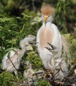 Cattle Egret - Bird Species | Frinvelis jishebi | ფრინველის ჯიშები