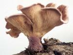 Panus conchatus - Fungi Species | sokos jishebi | სოკოს ჯიშები