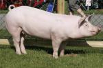 Large White | Pig | Pig Breeds