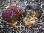 Gastroboletus amyloideus - Fungi Species