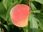 Raritan Rose | Peach Species 