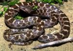 Hypsiglena ochrorhyncha klauberi - San Diego Nightsnake | Snake Species
