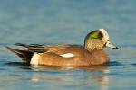 American Wigeon - Bird Species | Frinvelis jishebi | ფრინველის ჯიშები