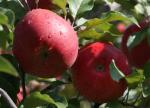 Wolf River - Apple Varieties list a - z  