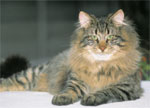 Norwegian Forest Cat | Cat | Cat Breeds