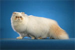 Himalayan | Cat | Cat Breeds