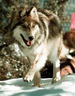 The Mexican Gray Wolf - wolf species | mglis jishebi | მგლის ჯიშები