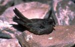 Least Storm-Petrel - Bird Species | Frinvelis jishebi | ფრინველის ჯიშები