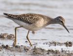 Wood Sandpiper - Bird Species | Frinvelis jishebi | ფრინველის ჯიშები