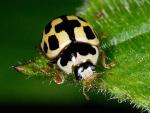 Propylea 14-punctata - Ladybird species | CHIAMAIAS JISHEBI | ჭიამაიას ჯიშები