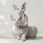 Devon Rex | Cat | Cat Breeds