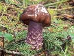 Cortinarius vanduzerensis - Fungi Species