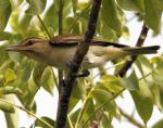 Black-whiskered Vireo - Bird Species | Frinvelis jishebi | ფრინველის ჯიშები