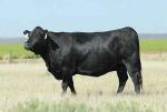 Irish Black | Cow | Cow Breeds