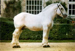Boulonnais | Horse | Horse Breeds