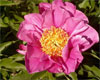 Alecia Kunkel -                                                                                                                 Peonies Varieties | PIONI | პიონი