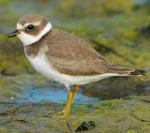 Semipalmated Plover - Bird Species | Frinvelis jishebi | ფრინველის ჯიშები