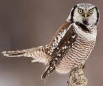 Northern Hawk Owl - Bird Species | Frinvelis jishebi | ფრინველის ჯიშები
