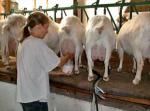 Swedish Landrace Goat | Goat | Goat Breeds