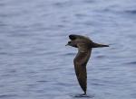 Bulwer's Petrel - Bird Species | Frinvelis jishebi | ფრინველის ჯიშები