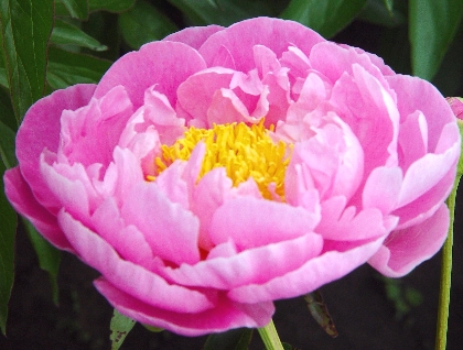 Bernice Carr
