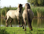 Konik | Horse | Horse Breeds