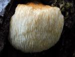 Hericium erinaceus - fungi species list A Z