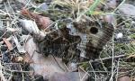 Grayling - Butterfly species | PEPLIS JISHEBI | პეპლის ჯიშები