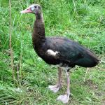 Spur-winged Goose - Bird Species | Frinvelis jishebi | ფრინველის ჯიშები
