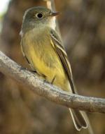 Buff-breasted Flycatcher - Bird Species | Frinvelis jishebi | ფრინველის ჯიშები