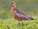 Bar-tailed Godwit - Bird Species | Frinvelis jishebi | ფრინველის ჯიშები